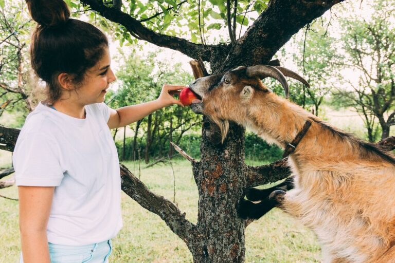 How To Visit Nara Park: Feeding Friendly Deer In Japan