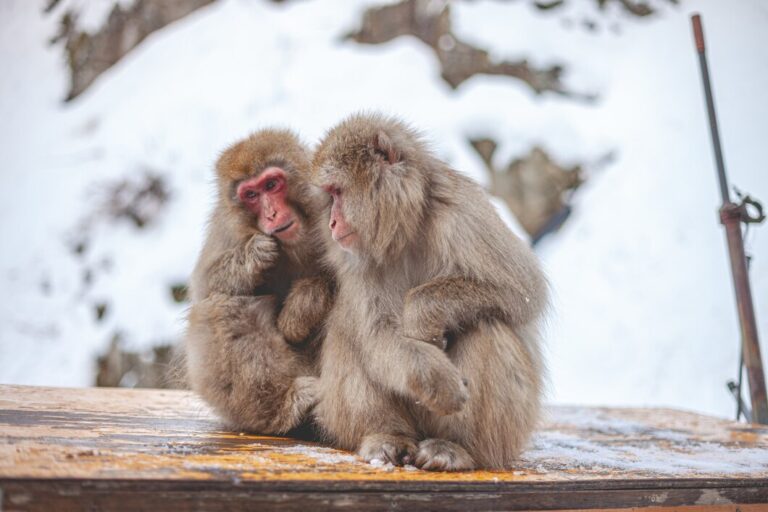 Jigokudani Monkey Park: How To See Snow Monkeys In Japan