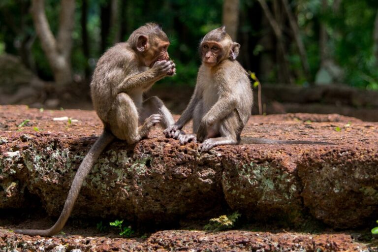 Playing With Bali Monkeys At The Ubud Monkey Forest Sanctuary